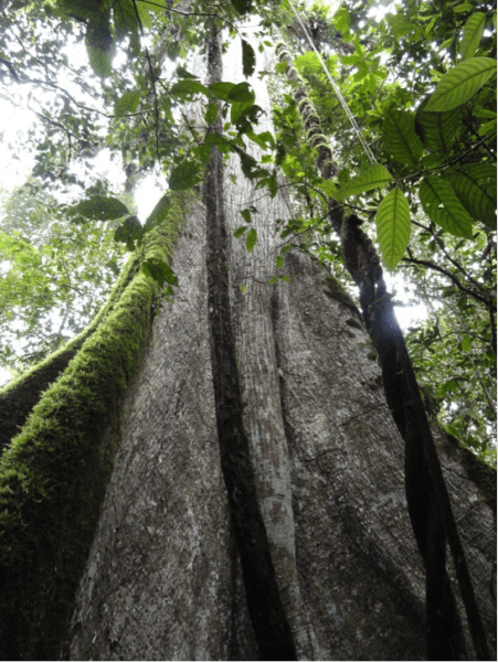 Árbol Sarayaku