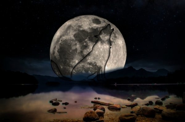 wolf-786890_960_720
