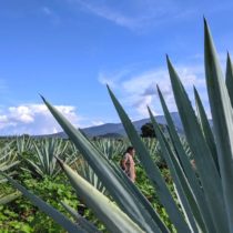 Mezcal: From Farms To Bars (A Latino USA Podcast)