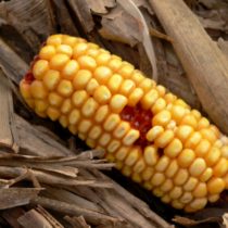 The Death of Neoliberal Corn in Mexico (OPINION)