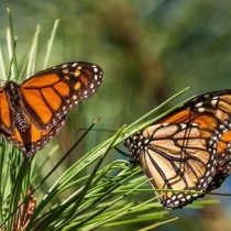 Beloved Monarch Butterflies Now Listed as Endangered