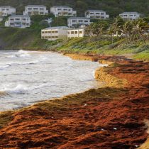 Record Amount of Seaweed Choking Shores in Caribbean