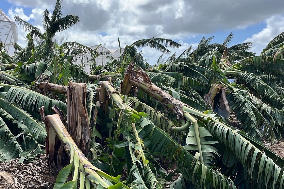 Extreme Weather Caused by Climate Crisis Threatens Puerto Rico's Ability to Feed Itself - Latino Rebels