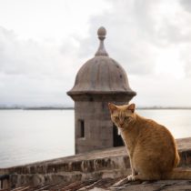 Old San Juan May Soon Be Without Its Iconic Street Cats
